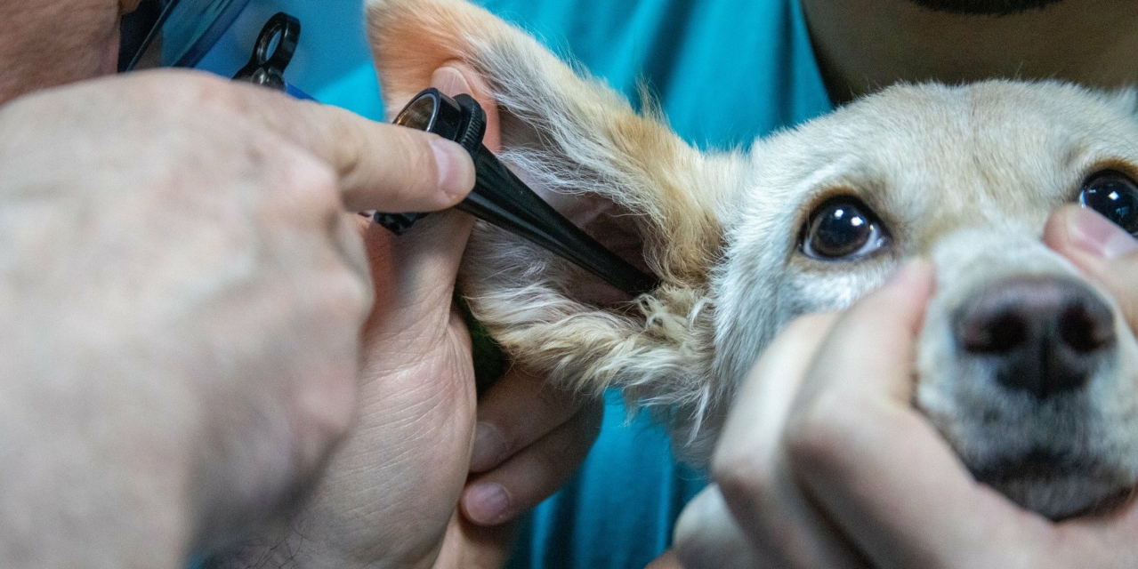 Medical equipment for veterinary practices. Brandon Medical.